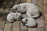 Photo of Campania Curled Cat Small - Exclusively Campania